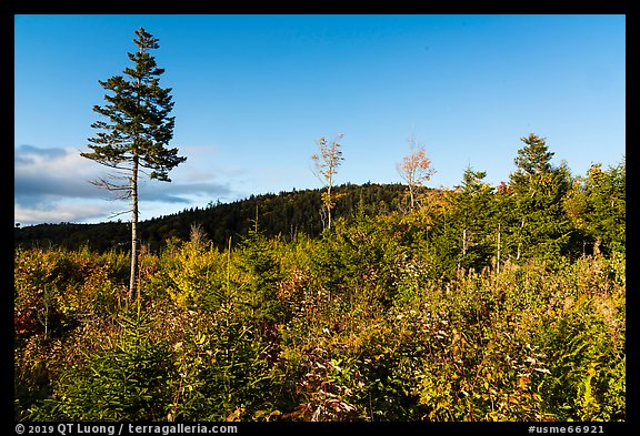 Trees and distant hill in autumn. Katahdin Woods and Waters National Monument, Maine, USA