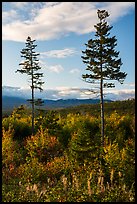 Two spruce trees standing tall above early hardwoods. Katahdin Woods and Waters National Monument, Maine, USA ( color)