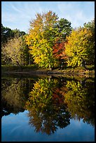 Trees in autunm foliage reflected in East Branch Penobscot River. Katahdin Woods and Waters National Monument, Maine, USA ( color)
