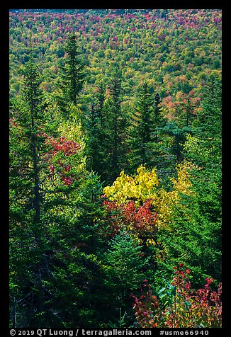 Spruce and northern hardwood forest in autumn. Katahdin Woods and Waters National Monument, Maine, USA (color)