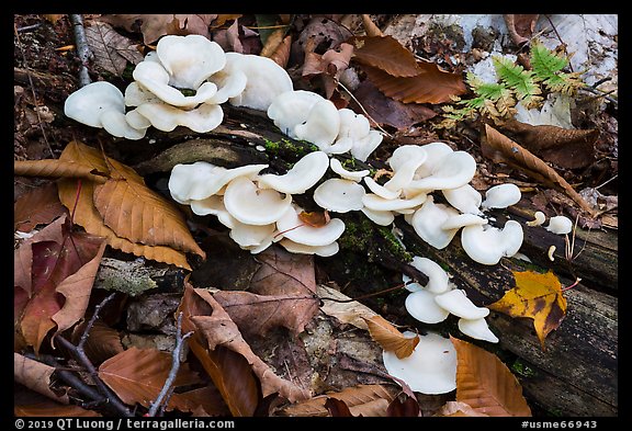 Close up of mushrooms. Katahdin Woods and Waters National Monument, Maine, USA