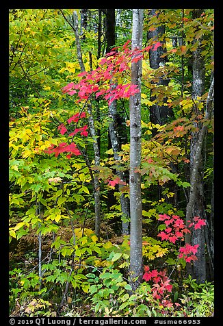 Trees with red maple leaves. Katahdin Woods and Waters National Monument, Maine, USA (color)