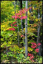 Trees with red maple leaves. Katahdin Woods and Waters National Monument, Maine, USA ( color)