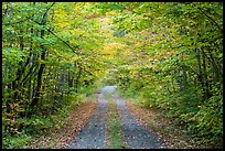 Gravel road and tunnel of trees in autumn. Katahdin Woods and Waters National Monument, Maine, USA ( color)