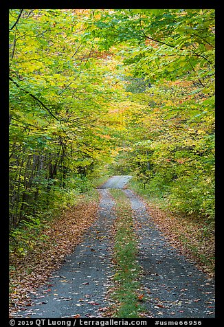 Road in autumn forest. Katahdin Woods and Waters National Monument, Maine, USA (color)