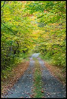 Road in autumn forest. Katahdin Woods and Waters National Monument, Maine, USA ( color)