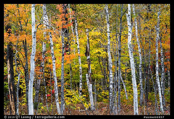 Birch trees and colorful autumn foliage. Katahdin Woods and Waters National Monument, Maine, USA
