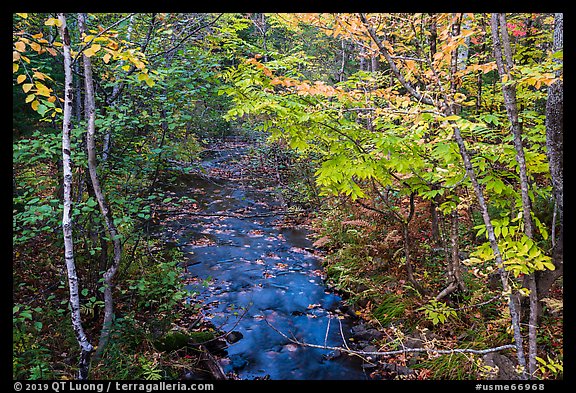 Stream in autumn forest. Katahdin Woods and Waters National Monument, Maine, USA