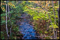 Stream in autumn forest. Katahdin Woods and Waters National Monument, Maine, USA ( color)