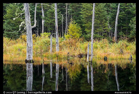 Dead trees reflected in Fist Marsh. Katahdin Woods and Waters National Monument, Maine, USA (color)
