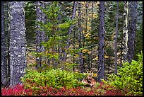 Mature spruce fir forest along esker. Katahdin Woods and Waters National Monument, Maine, USA ( color)