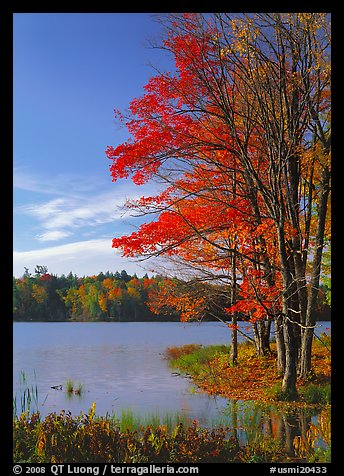 Lake with red maple in fall colors, Hiawatha National Forest. Upper Michigan Peninsula, USA (color)