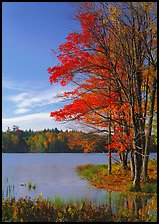 Lake with red maple in fall colors, Hiawatha National Forest. Upper Michigan Peninsula, USA ( color)