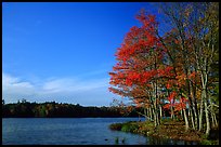 Lake with red maple in fall colors, Hiawatha National Forest. Upper Michigan Peninsula, USA ( color)