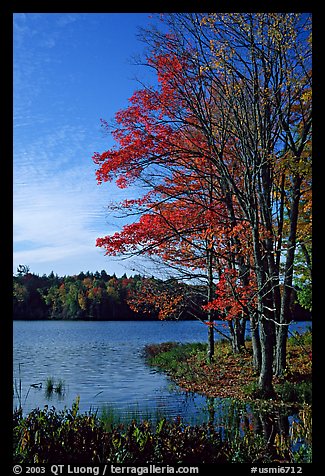 Lake with red maple in fall colors, Hiawatha National Forest. Upper Michigan Peninsula, USA (color)