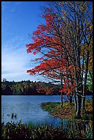 Lake with red maple in fall colors, Hiawatha National Forest. Upper Michigan Peninsula, USA