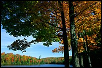 Tree and lake, Hiawatha National Forest. Upper Michigan Peninsula, USA ( color)