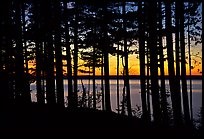 Lake Superior seen through dense trees at sunset,  Pictured Rocks National Lakeshore. Upper Michigan Peninsula, USA ( color)
