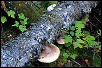 Log and mushroom, Grand Portage State Park. Minnesota, USA ( color)