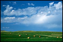 Field of grasses with hay rolls and big sky. North Dakota, USA ( color)