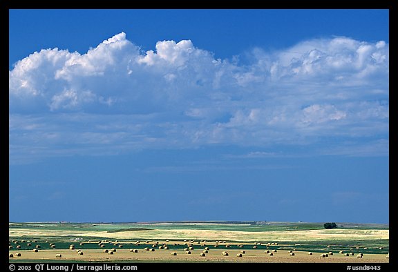 Yellow field with rolls of hay. North Dakota, USA