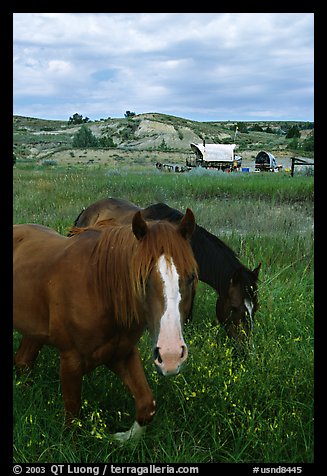 Horses and wagon. North Dakota, USA