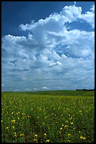 Field with sunflowers and clouds. North Dakota, USA ( color)
