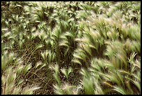 Close-up of Barley grass. North Dakota, USA ( color)