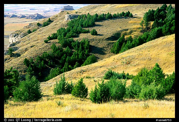 Trees and grasses. Scotts Bluff National Monument. Nebraska, USA (color)