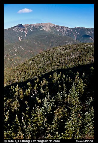 Conifer treetops and mountains, White Mountain National Forest. New Hampshire, USA