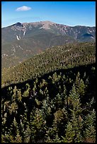 Conifer treetops and mountains, White Mountain National Forest. New Hampshire, USA ( color)