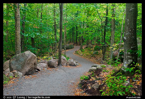 Trail in forest, Franconia Notch State Park. New Hampshire, USA