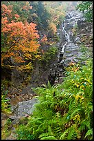 Ferns, cascade, and trees in autumn foliage, Crawford Notch State Park. New Hampshire, USA ( color)