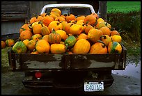 Truck loaded with pumpkins. New Hampshire, USA (color)