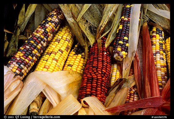 Multicolored corn. New Hampshire, USA