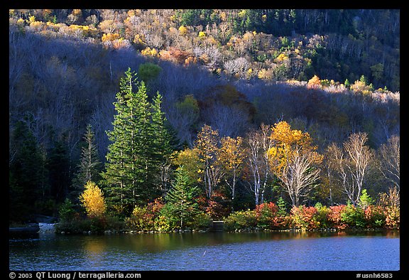 Trees on rocky islet, White Mountain National Forest. New Hampshire, USA