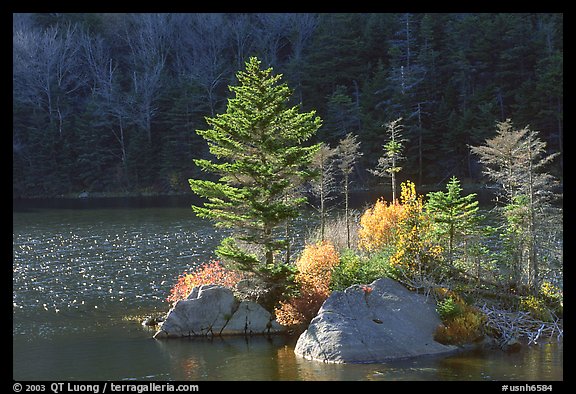 Trees on small rocky islet, Beaver Pond, Kinsman Notch. New Hampshire, USA