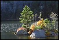 Trees on small rocky islet, Beaver Pond, Kinsman Notch. New Hampshire, USA (color)