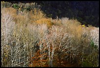 Trees in late autumn, White Mountain National Forest. New Hampshire, USA (color)