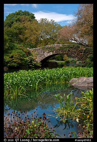 Aquatic plants and stone bridge, Central Park. NYC, New York, USA