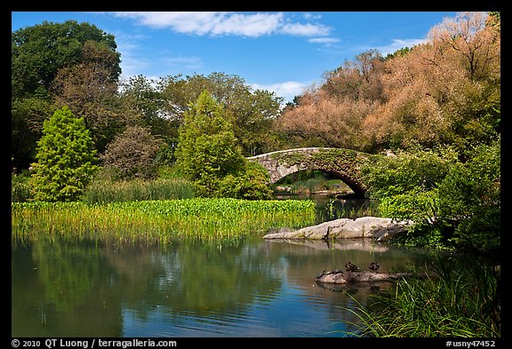 Pond and stone bridge, Central Park. NYC, New York, USA