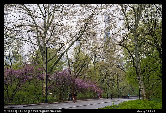 Central park alley in the spring. NYC, New York, USA (color)