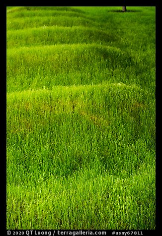 Grassy mounds, African Burial Ground National Monument. NYC, New York, USA