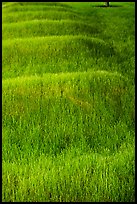 Grassy mounds, African Burial Ground National Monument. NYC, New York, USA ( color)