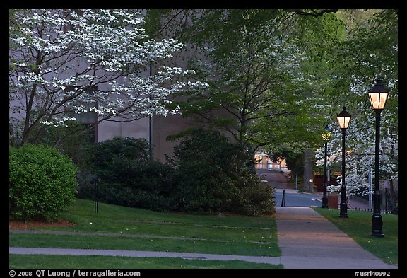 Walkway, lamps, and trees in bloom on Brown University campus. Providence, Rhode Island, USA