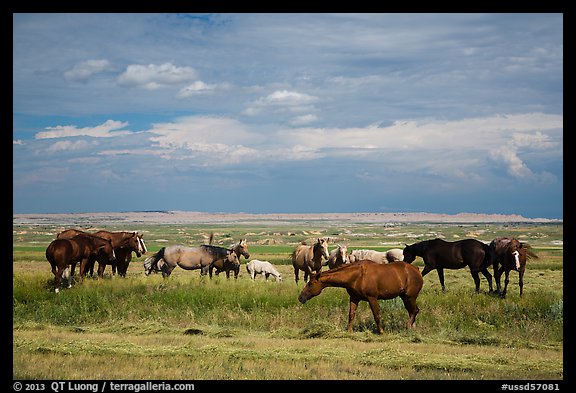 Free range horses, Pine Ridge Indian Reservation. South Dakota, USA (color)