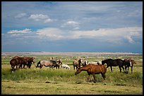 Free range horses, Pine Ridge Indian Reservation. South Dakota, USA ( color)