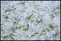 Large hailstones and grasses. Black Hills, South Dakota, USA (color)