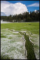 Meadow with hailstones, hail storm clearing, Black Hills National Forest. Black Hills, South Dakota, USA (color)