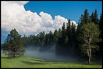 Forest, meadow, and cumulonimbus, Black Hills National Forest. Black Hills, South Dakota, USA ( color)